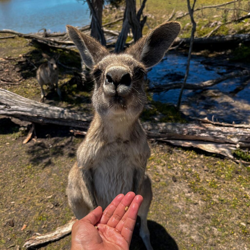 Aussie route