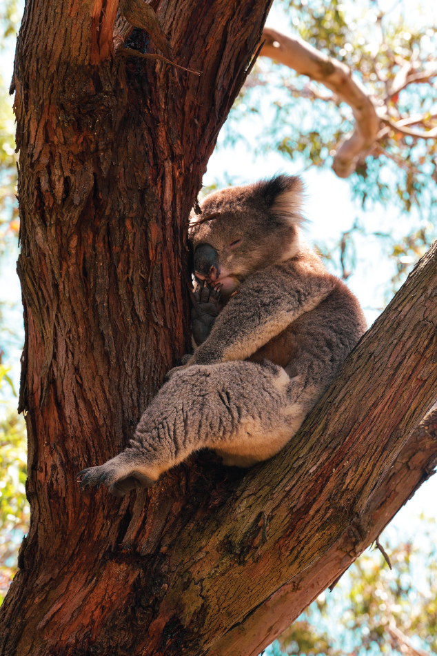 Australia, Aussie route, Melbourne, migracion